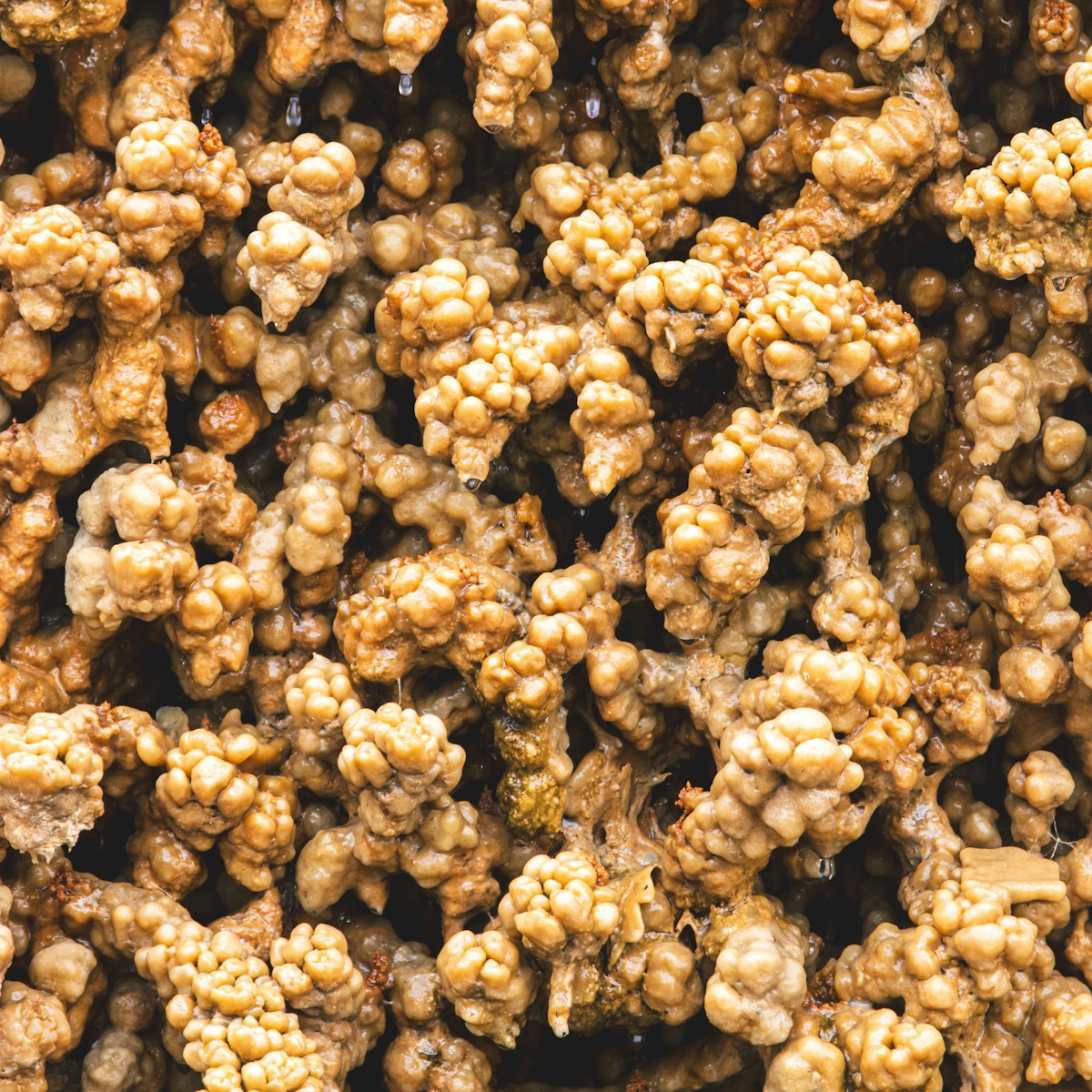 Bucati crocante de granola