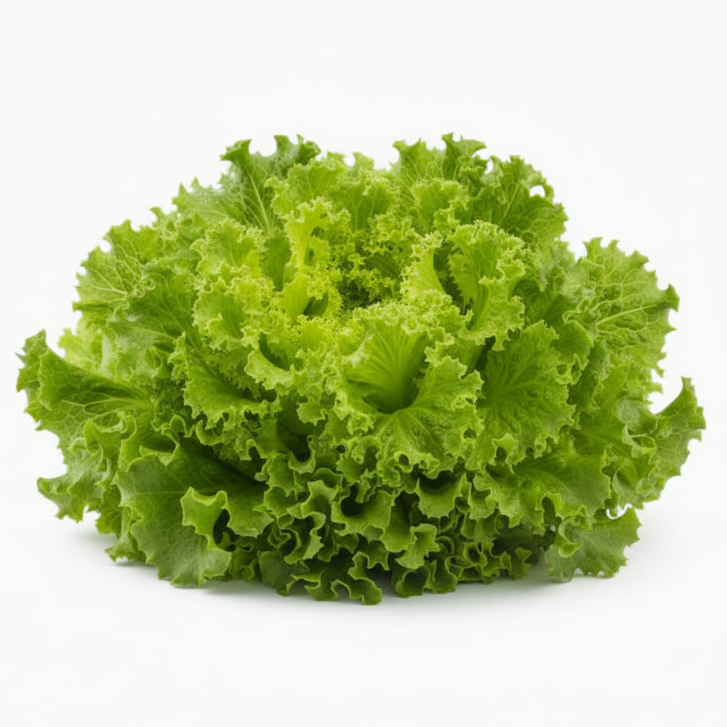Salata Lollo Bionda