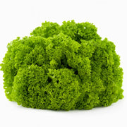 Salata Lollo Bionda