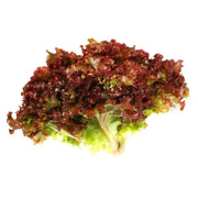 Salata Lollo Rossa