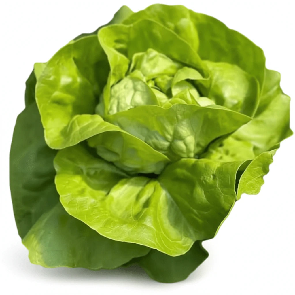 Ferma Steluta Salata Verde